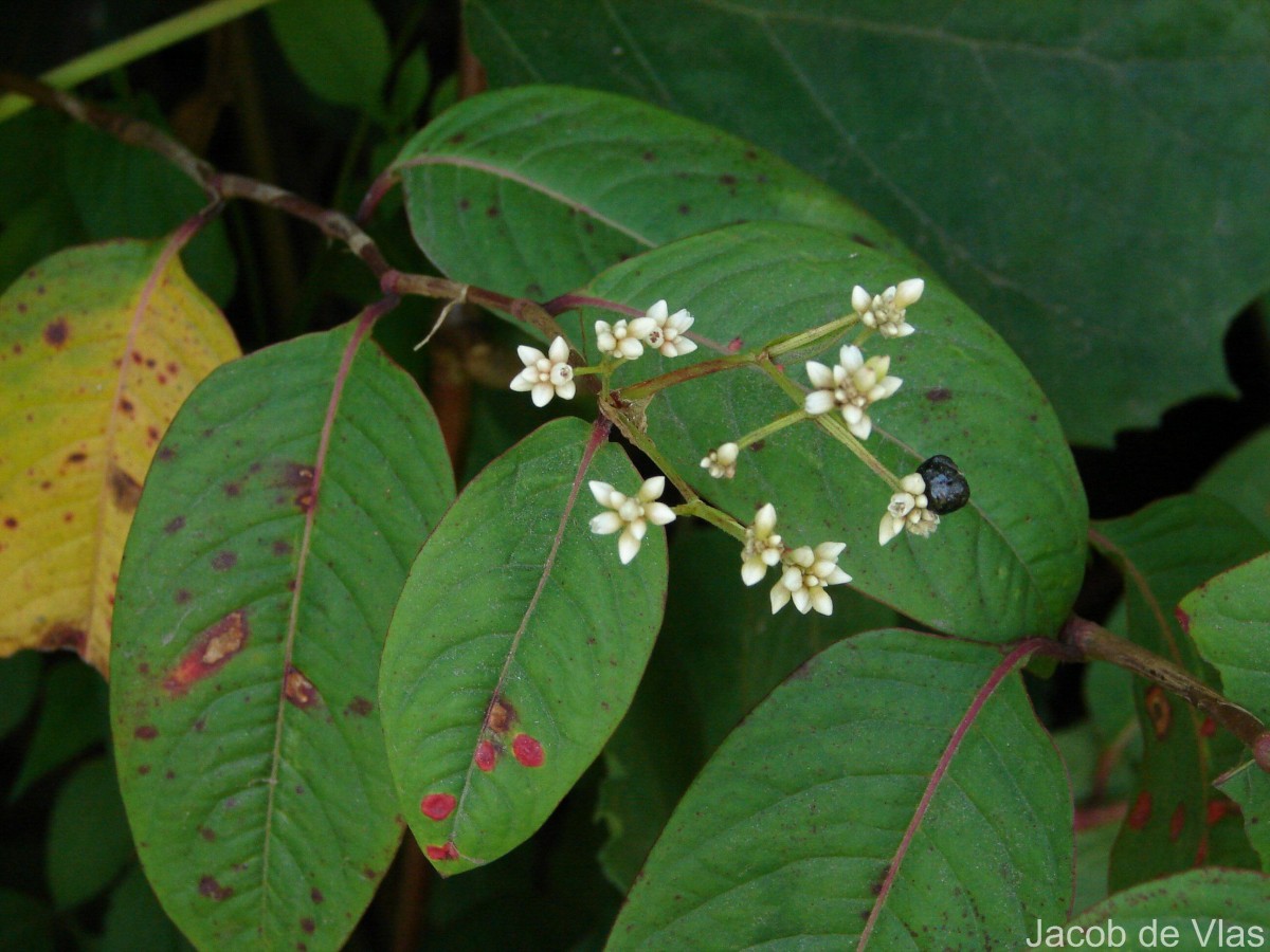 Persicaria chinensis (L.) H.Gross